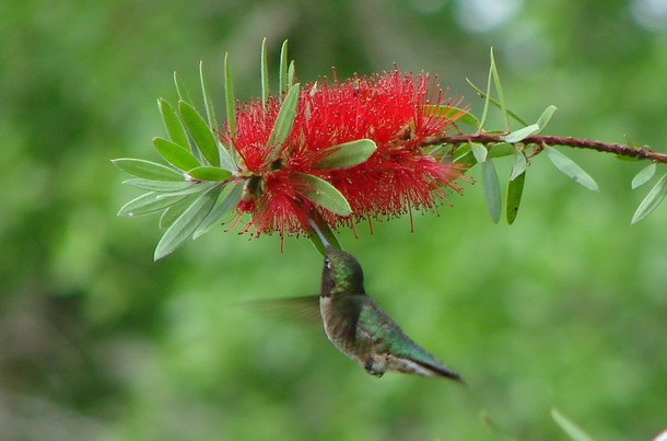 call of legends card list. “Legends say that hummingbirds